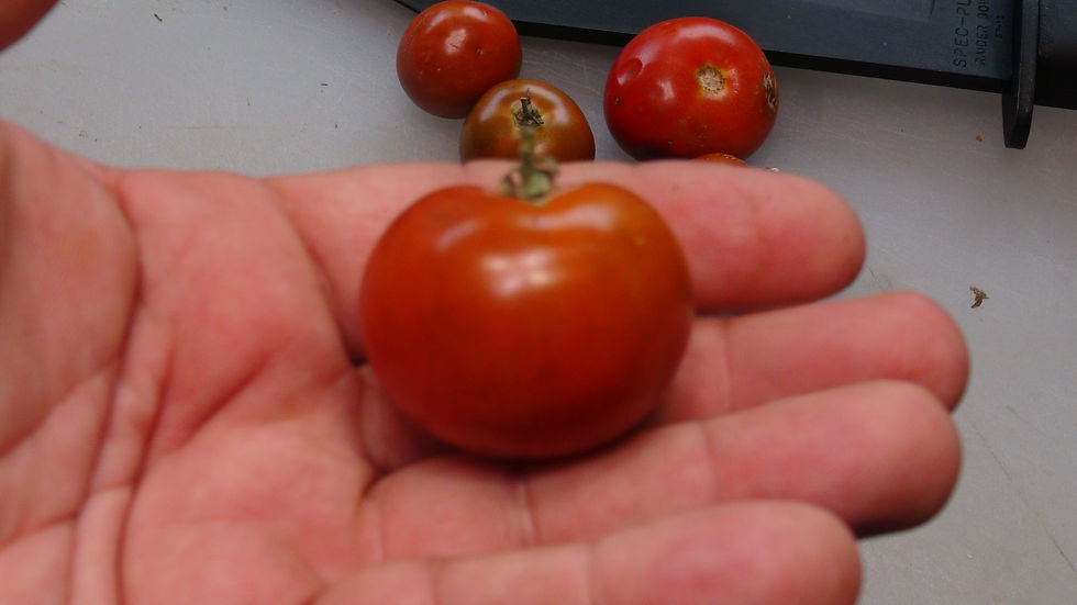 Here is the Chocolate Dreams Tomato, Solanum lycopersicum. This very recent strain is a segregation of Beautiful Dreamer deve