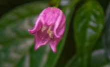Here is Capsicum friburgense, Scoville Units: Unknown SHU. This pepper originates from South East Brazil specifically Nova Friburgo and is more of a woody shrub then a plant and can reach 5 feet tall and bushy. This species is a Black seed wild variety with very tiny seeds. The fruits range around .25 inches in size and are green or cream/yellow at times and as many as 3 fruits per node. They can be very heavy producers well over 100 berries per plant. This is among some of the most difficult to start from seed with some seed that can pop up as long as a year later! We are offering only seeds at this time. We will update this listing once seeds become available in the fall. Open pollinated up to 120 days to sprout.