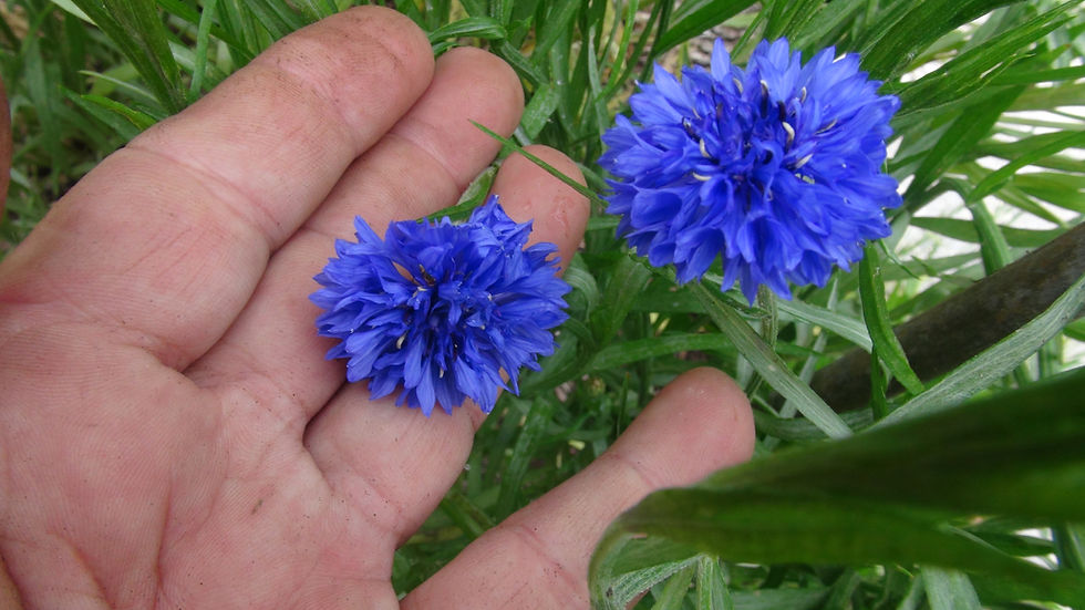 Thumbnail: Here is the Bachelor's Buttons Flower Blue, Centaurea cyanus. This Variety of Bachelor's Buttons Flower is a native of Europe