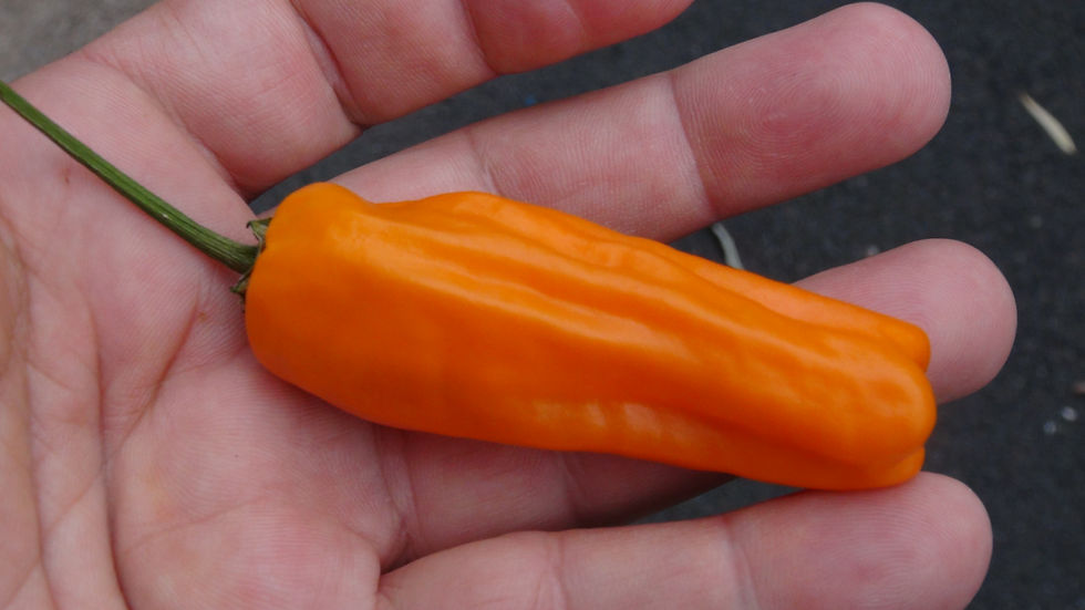 Thumbnail: Here is the Orango Sweet Pepper, Capsicum annuum, Scoville units: 000 ~ 50 SHU. We believe the Orango Sweet Pepper originates
