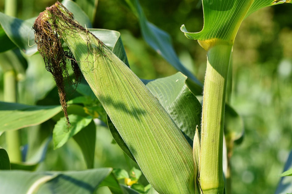 Here is the Stowell's Evergreen Corn, Zea mays. This variety of white corn goes way back to the early to mid 1800's and was d