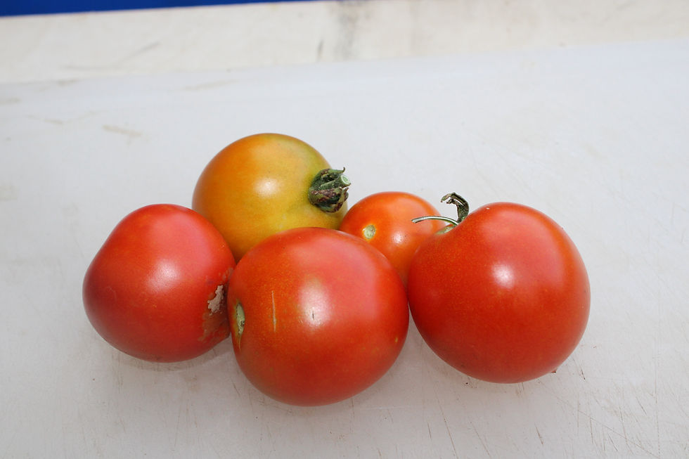 Thumbnail: Here is the Maja Tomato, Solanum lycopersicum Aka Maya tomato. This tomato originates from Sweden and was developed by Åke Tr