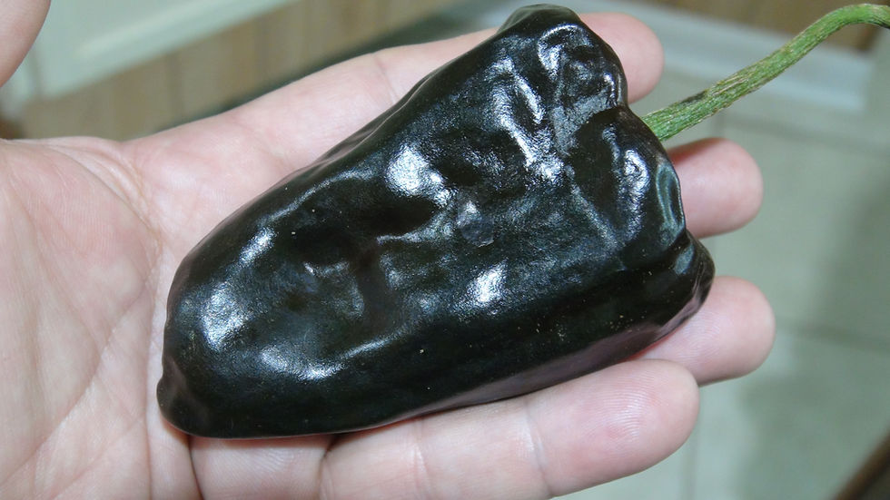 Thumbnail: Here is the Chilhuacle Negro Pepper, Capsicum annuum, Scoville units: 900 - 2000 SHU. The Chilhuacle Negro Pepper originates