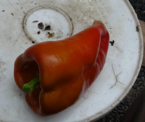 Get Feherozon Paprika Pepper Hrseeds Desktop Wallpaper Wallpaper Feherozon Paprika Pepper Hrseeds Desktop Wallpaper