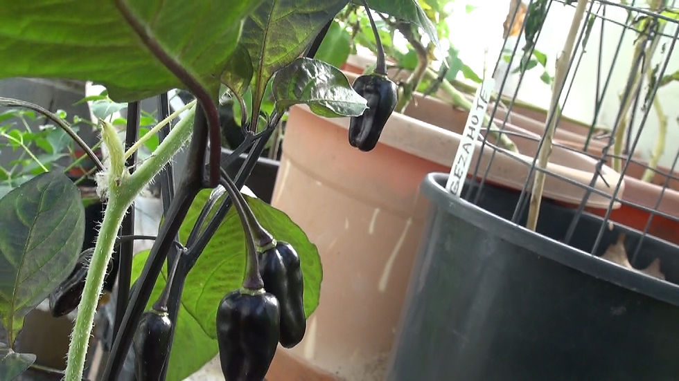 Thumbnail: Kathumby Black Pepper