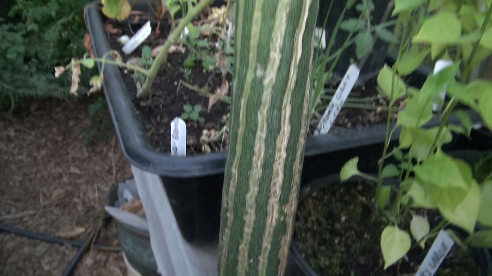 Thumbnail: Painted Serpent