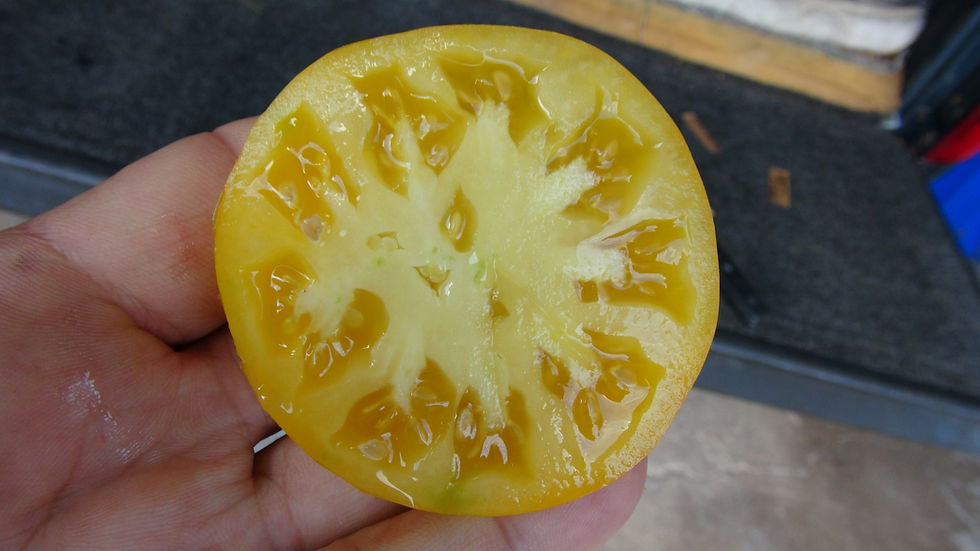 Thumbnail: Here is the Golden Domes Tomato, Solanum lycopersicum. This tomato originates from Russia. It is also know as Zolotye kupola,