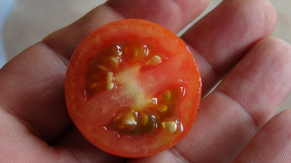 Thumbnail: Here is the Dark Red Cocktail Tomato 25 Cents, Solanum lycopersicum. This tomatoes origins are unknown but we received the se