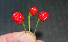 Here is the Madre de Rios Pepper, Capsicum frutescens, Scoville units: 80,500 to 135,000+ SHU. The Madre de Rios Pepper originates from the Amazonian Rainforest. This wild pepper has a thin wall an fruits get to 1/4 to 1/2 inch long and turns green to red when fully ripe. Plants can get to 3+ feet tall but often times they stay around 2 feet but very bushy so need strong supports. Pods are very hot with strong bite. Usually fruits first year but sometimes it don't so you need to over winter. Plants can live for many years in pots and tend to stay around 29 inches tall and ornate. A must grow for any collector! Open pollinated, late season, red, perennial, advanced grow, 95 to 140+ days to overwinter for many years. LOT#2 C2 TAG# 271-2022