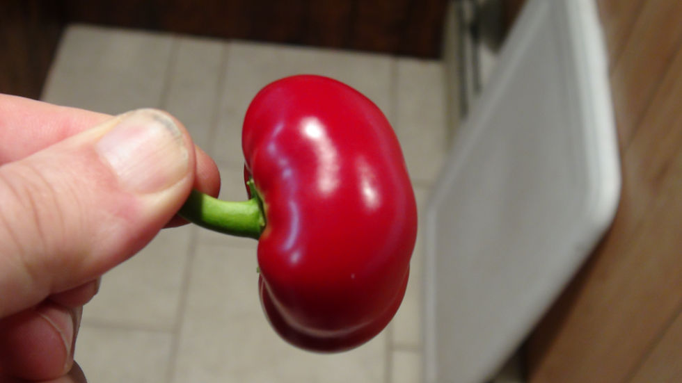 Thumbnail: Here is the Liebesapfel Pepper, Capsicum annuum, Scoville units: 000 SHU. This peppers originates from Germany. They are also