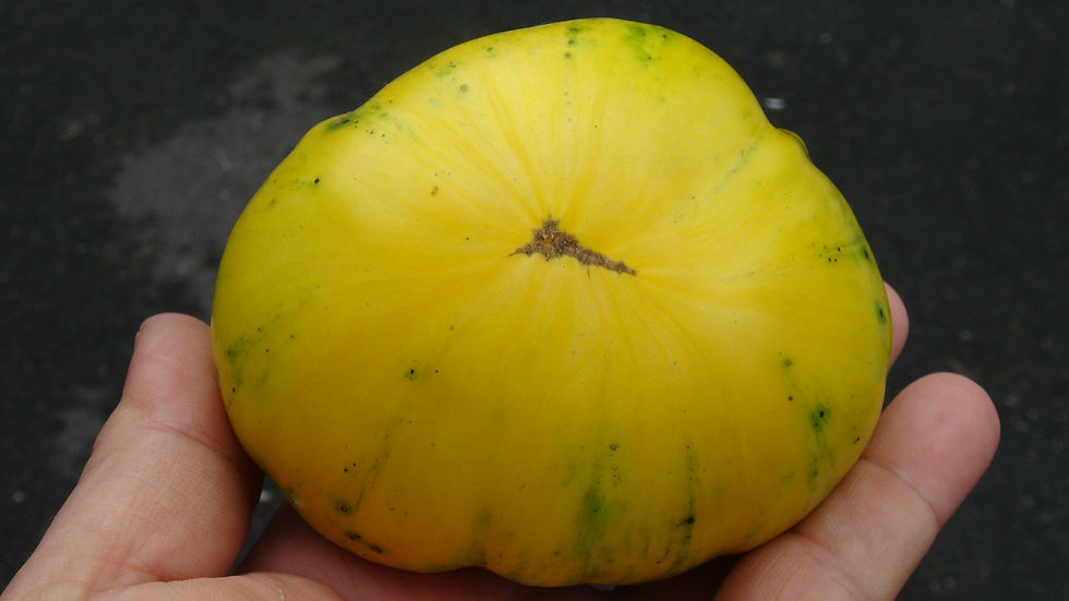 Thumbnail: Here is the Yellow Radiance Tomato, Solanum lycopersicum. This tomato originates from then USA and was created by Brad Gates