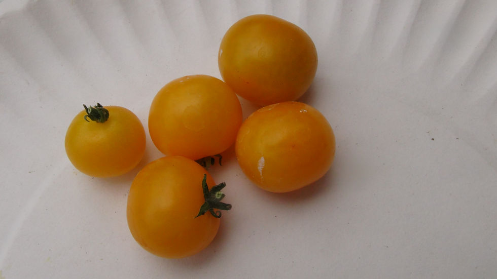 Here is the Micro Gemma Tomato, Solanum lycopersicum. This micro Dwarf tomato originates from the University of Florida, Brad