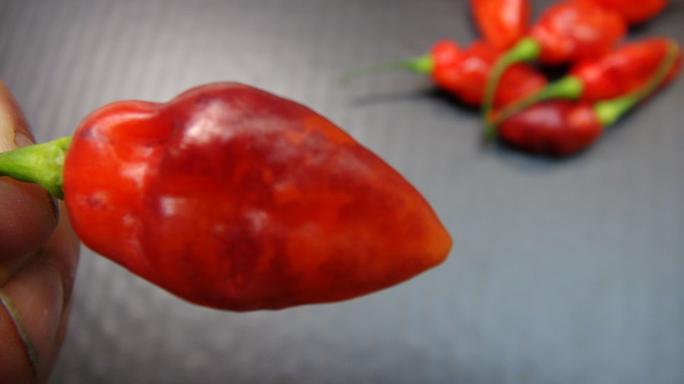 Thumbnail: Here is the Digital Purple Pepper, Capsicum chinense, Scoville units: 60,000 to 100,000 SHU. The Digital Purple Pepper origin