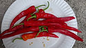 Here is the Shattah Pepper, Capsicum annuum, Scoville Units: 2,000 ~ 15,000 SHU. This Pepper originates from the middle east and is mainly used the make "Shattah Paste" hence the name. The heat on them can have a wide range but we haven't found them to be to much hotter then a jalapeno. Pods range from 2 ~ 6 inches long and go from green to red when ripe with skins a little on the thick side. Plants are good producers and get to around 24 inches but can get to  30 inches in good soil. Makes a great house plant. Open pollinated over 80 days.
