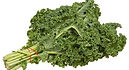 Siberian Dwarf kale