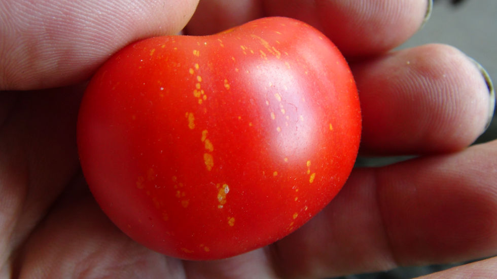 Here is the Dwarf Father Frost Tomato, Solanum lycopersicum. This tomato originates from Russia. The fruits are a red cherry