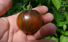 tomto seeds