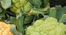 Green Macerata Cauliflower