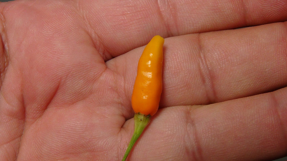 Thumbnail: Here is the Short Yellow Tabasco Pepper, Capsicum annuum, Scoville units: 900 to 8,000 SHU. This peppers origins are unknown