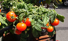 Here is the Florida Petite Tomato, Solanum lycopersicum. This micro dwarf tomato originates from Florida USA and was created by the University of Florida in early 1980. This micro dwarf tomato is known for being grown in 4 inch pots and making fruits! We find this to be true but it will do better in a larger pot for obvious reasons. They tend to get to 6 inches tall but may get a little bigger in the right conditions. the tomatoes varies in size ranging from 3/4 to 1.5 inches round or slightly flattened and are orange in color. This variety is classified as a "determinate" type but we found that with regular pruning and good maintenance, the plants can live for years in small pots! The fruits are very tasty and sweet! Open pollinated, determinate 40 to forever days.
