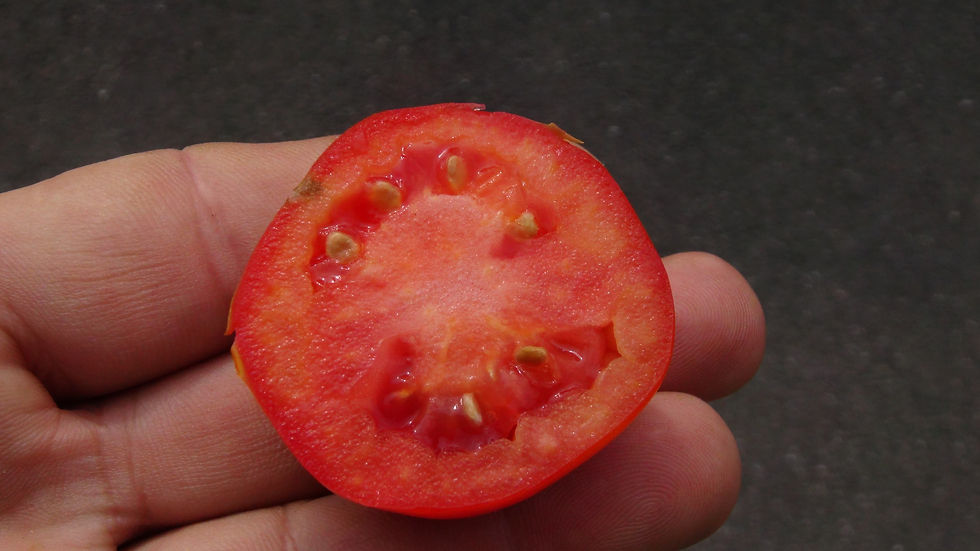 Here is the Heinz 2653 Tomato, Solanum lycopersicum. This tomato originates from the Heinz Research Dept, USA. The Heinz 2653
