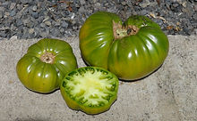 Here is the Emerald Evergreen Tomato aka Emerald Green Tomato, Solanum lycopersicum. Introduced in 1950 by Glecklers Seedsmen, this tomato can easily get to 2 Lbs! Flavors are mild and sweet with a lime green color inside. A low-acid tomato with few seeds makes this tomato a great choice for making "Green sauce". Plants get quite tall with very thick stems Open pollinated. Indeterminate. 75 days.
