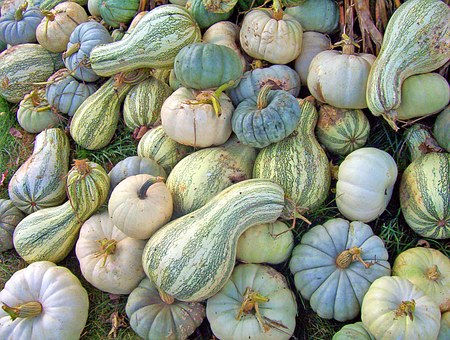 Green Striped Crookneck Cushaw Squash
