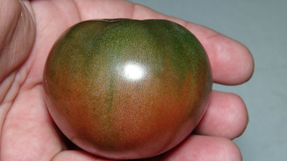 Thumbnail: Here is the Faelan's First Snow Tomato, Solanum lycopersicum. This tomato originates from Fallsington, Pennsylvania, USA and