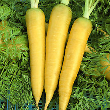 Here is the Jaune Obtuse Du Doubs Carrot, Daucus carota subsp. sativus. They originated from France around 1894 and was named after the Doubs River. It was also used as a feed stock but is now a chef's choice! These long and stout carrots have a wonderful mild and sweet flavor an can have roots that grow from 7 to 12 inches long and are often bright yellow in color but can also be a flat dull yellow color in cooler weather. Use them just like any other carrot but we like to juice them as well as skin them with a potato peeler and add them to salads. These carrots grow well in soft loamy soil. Open pollinated 63 to 78 days.
