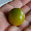Thumbnail: Here is the Green Grape Tomato, Solanum lycopersicum var. cerasiforme. This tomato originates from the USA and was originally
