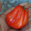 Thumbnail: Here is the Canestrino Di Lucca Tomato, Solanum lycopersicum. This tomato originates from Lucca in the province of Tuscany, I