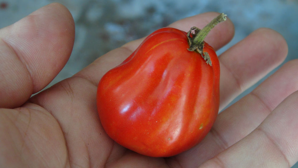 Here is the Canestrino Di Lucca Tomato, Solanum lycopersicum. This tomato originates from Lucca in the province of Tuscany, I
