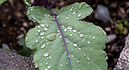 Delicatese Blue Kohlrabi