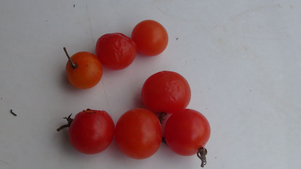Thumbnail: Here is the Solanum Arcanum Red Tomato, Solanum Arcanum. It originates from our gardens here in Hazleton PA, USA This is a st