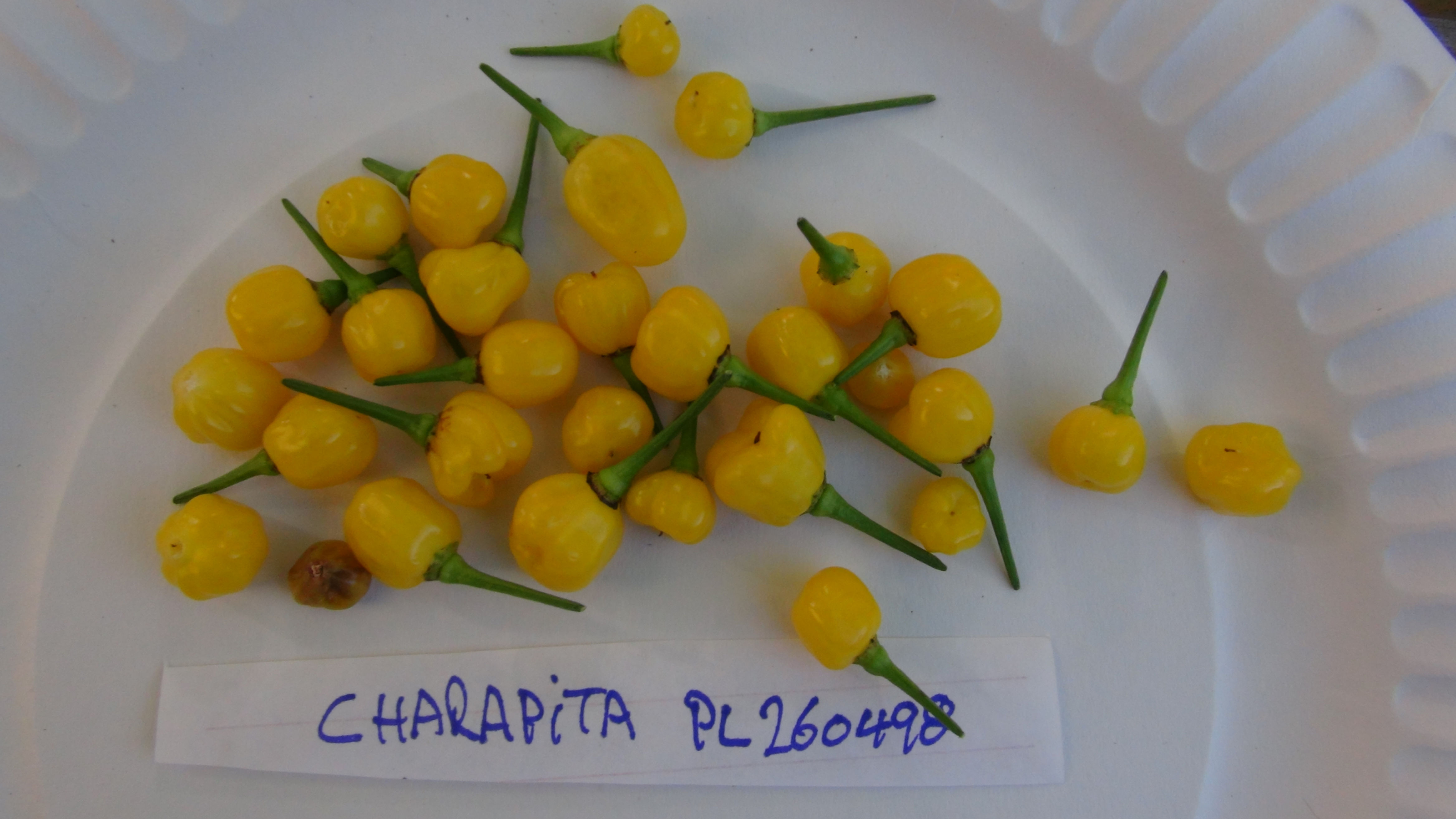 Here is the Aji Charapita Pepper, Capsicum chinense, Scoville units: 30,000 and 50,000 SHU. This bushy plant from northern Pe