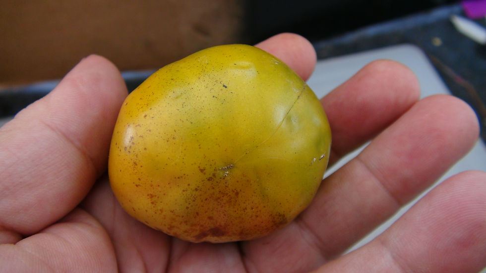 Thumbnail: Here is the Irish Liqueur Tomato, Solanum lycopersicum. This tomato origins are unknown. This small green beefsteak tomato ra