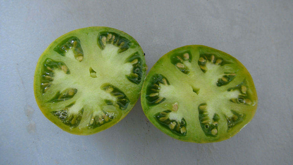 Thumbnail: Here is the Irish Liqueur Tomato, Solanum lycopersicum. This tomato origins are unknown. This small green beefsteak tomato ra