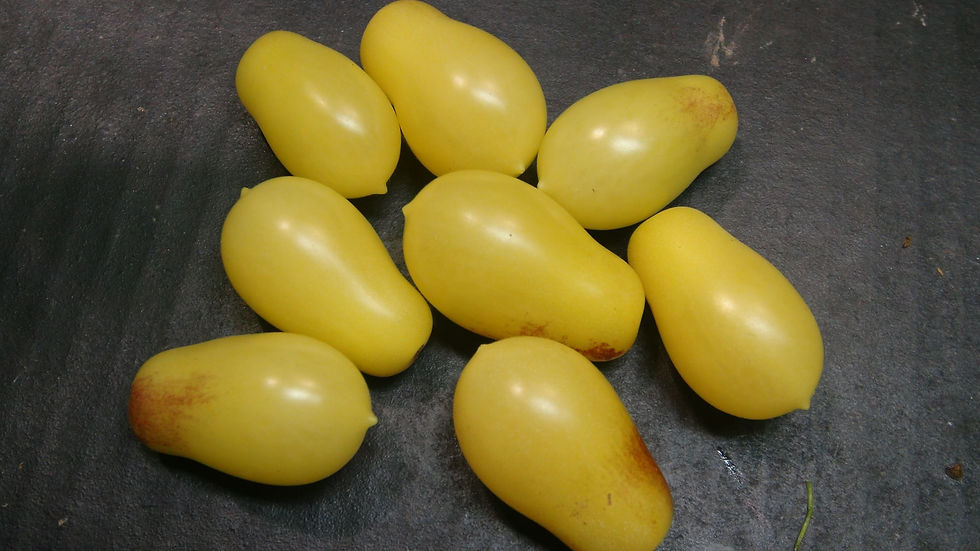 Thumbnail: Here is the Indigo Cream Drop Tomato, Solanum lycopersicum. This tomato originates from our gardens here in Hazleton, USA and