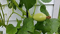 Here is the Spaghetti Squash, Cucurbita pepo subsp. pepo. It is also known as the Gold String Melon. Thy are among the winter squashes. This squash has light yellow fruits with very sweet flesh.The squash Can be stored several months in a cool, dry place. It is a strange vegetable in that the inside has a Spaghetti like inside and can be eaten like such. They can be bake or boiled and a great pasta alternative. The fruits can to around 3 to 6 Lbs and from 6 to 10 inches long. Plants or vine get to 12 feet long with 4 to 5 fruits per vine. We really like to cook them over a grill and eat them right out of the shell! Seeds are also great roasted. Open pollinated 100 days.