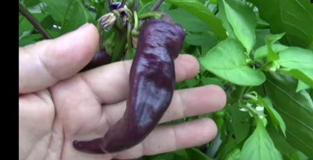 Here is the Purple Cayenne, Capsicum annuum, Scoville units: 50,000 SHU. These cayenne pepper seeds will produce a plant with excellent yields of 3 inch long by 1 inch wide hot purple peppers. They are very hot but have excellent flavor. Great for culinary creations. Grows well in containers and smaller spaces. Turns from green to purple as they continue to mature. Cayenne is a popular spice in a variety of cuisines. It is employed variously in its fresh form, dried and powdered, and as dried flakes. It is also a key ingredient in a variety of hot sauces, particularly those employing vinegar as a preservative. Buffalo Wings sauce contains Cayenne pepper. Open pollinated 78 days.