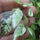Thumbnail: Tricolor Variegata Pepper