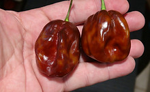 Here is the Guadalupe Black Chili Pepper, Capsicum chinense, Scoville units: 100,000 - 350,000 SHU. The Guadalupe Black Chili Pepper origins are unknown and here's why. There are 2 islands named Guadalupe, one by Mexico an one in the Caribbean. The island in the Caribbean is spelled: Guadeloupe but our vendor listed it from the Caribbean? It has a brown skin with pods getting to 2.25 inches long and go from green to brown when fully ripe and is known for its striking burn. Plants can get to 3.5 feet tall and tend to be a heavy producer in full sun. We found this to be very easy to grow in northern climates. Usually fruits first year and you can over winter in pots. If pruned, plants can live for many years in pots and tend to stay around 26 tall and ornate. A must grow for any collector! Open pollinated, mid to late season, brown, perennial, medium to advanced grow, 96 to 130+ days to overwinter for many years. LOT#5 SEC1A TAG# 310-2022