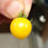 Thumbnail: Here is the Hahms Gelbe Topftomate Tomato, Solanum lycopersicum. This micro dwarf variety of tomato originates from Germany a
