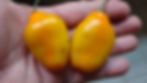 Here is the Rocoto De Seda Pepper, Capsicum Pubescens, Scoville units: 40,000 to 70,000 SHU. The Rocoto De Seda Pepper origin