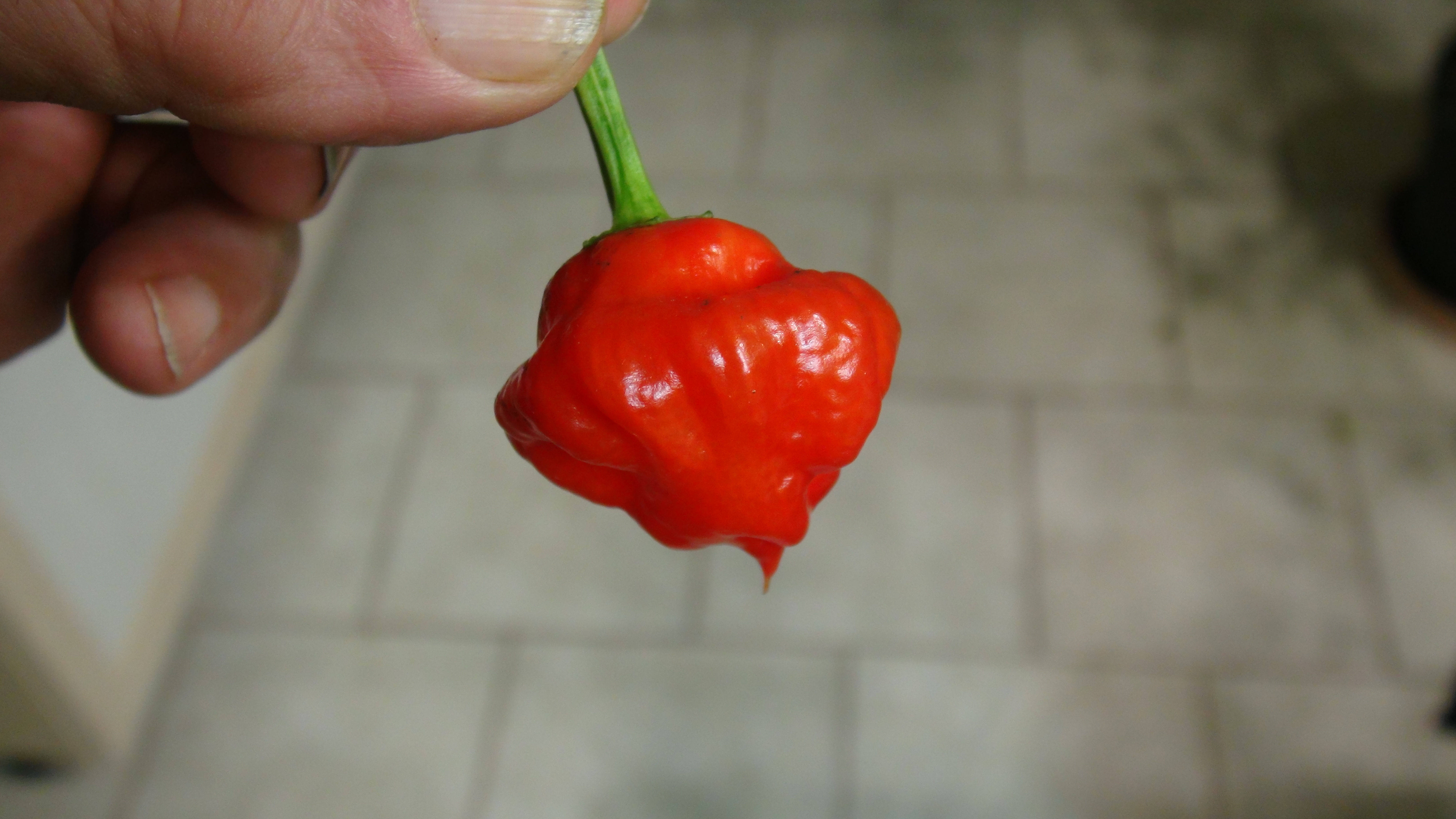 Here is the Scozzese Pepper, Capsicum chinense, Scoville units: 2,000 to 5,000 SHU. The Scozzese Pepper originates from Italy