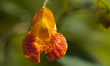 Here is the Jewelweed plant, Impatiens capensis. The Jewelweed plant is native to the USA and is a widespread and common plant that occurs in moist, semi-shady areas throughout northern and eastern North America. It often forms dense, pure stands in floodplain forests and around the forested edges of marshes and bogs. Jewelweed also colonizes disturbed habitats such as ditches and road cuts. It can be an aggressive competitor in its favored habitats, and is one of the few native North American plants that has been shown to compete successfully against garlic mustard (Alliaria petiolata), which is a non-native invasive weed that threatens many eastern North American forests. It is a self-seeding annual, jewelweed typically grows 2 to 5 feet in height. It has weak, watery stems and alternately-arranged, oval-shaped leaves with toothed margins. Seedlings sprout in early spring and reach maximum size by August. Flowering begins in mid-summer and continues until frost kills the plant. The f