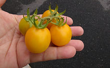 Hartman's Yellow Gooseberry Tomato (3).JPG