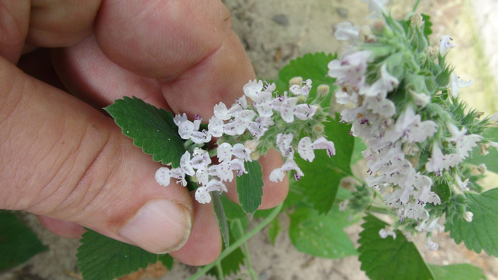Here is the Catnip Plant, Nepeta cataria. It is also know as catswort, catwort, and catmint and are annual plants. They are n