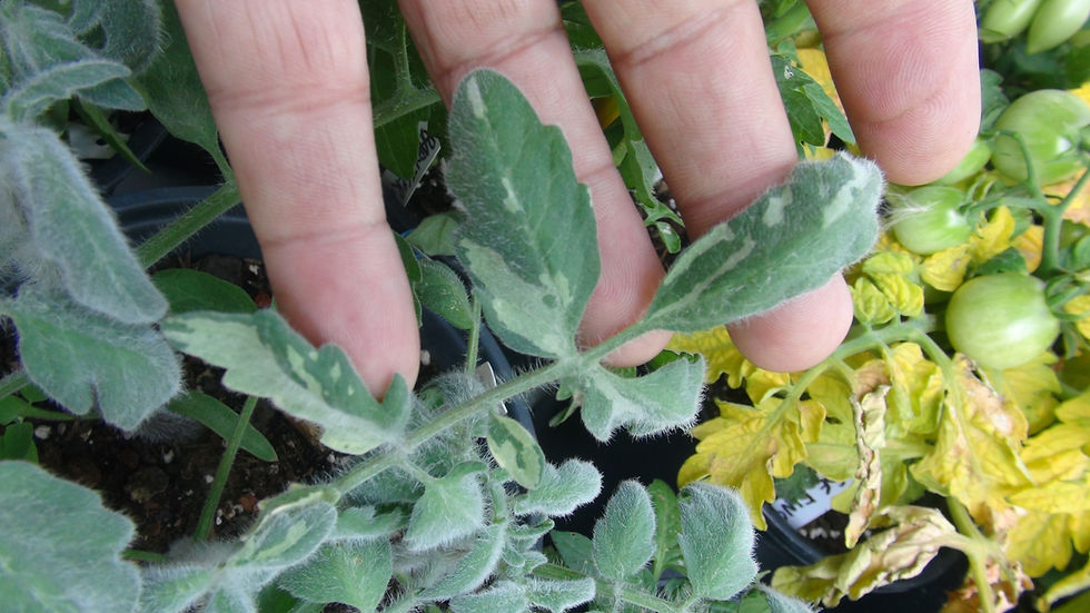 Thumbnail: Here is the Allure Micro Dwarf Tomato, Solanum lycopersicum. This micro Dwarf tomato origins are unknown. These plants can ge