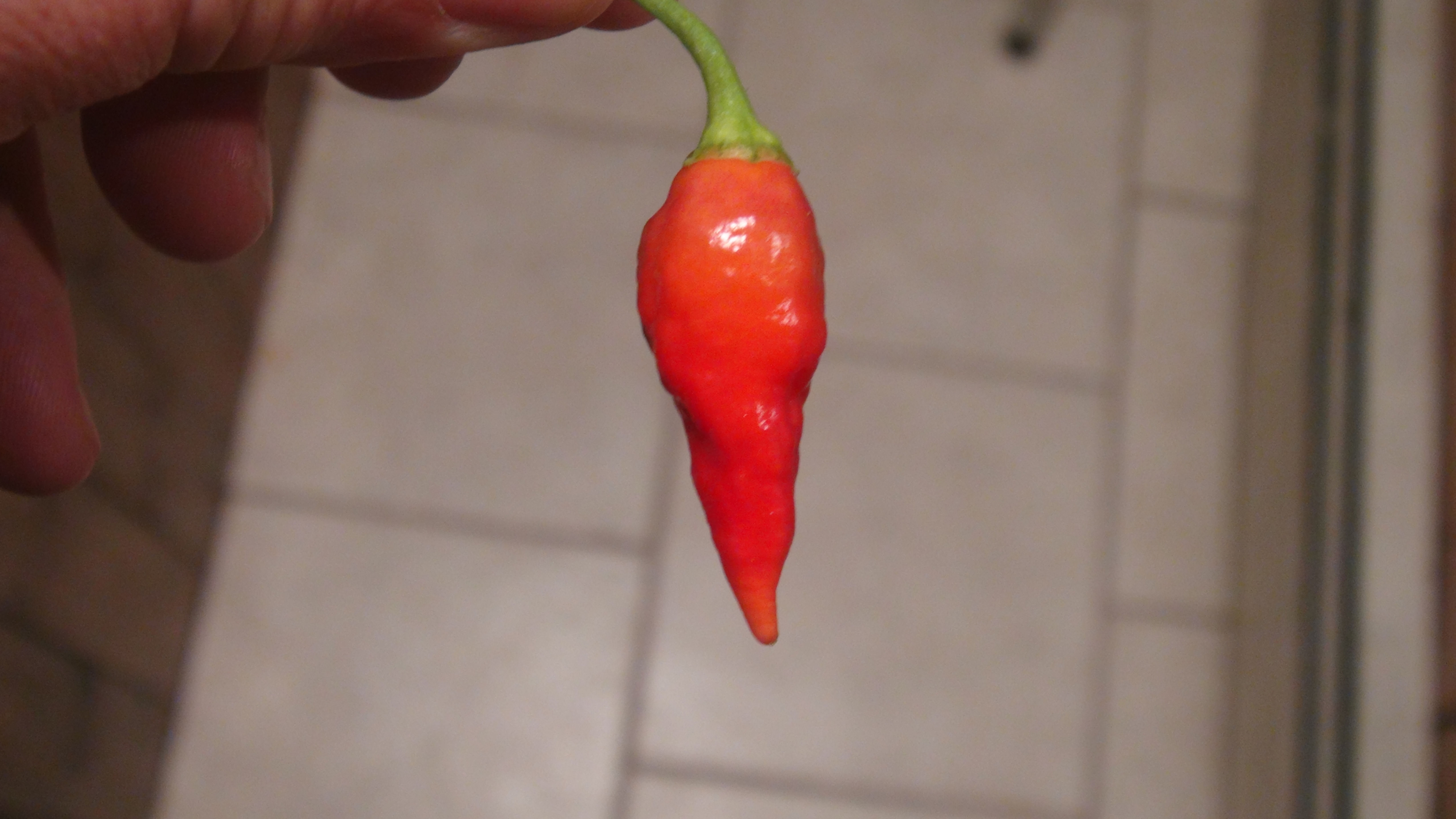 Here is the Grif 9238 Pepper, Capsicum Chinense, Scoville units: 90,000 to 130,000 SHU. The Grif 9238 Pepper originates from